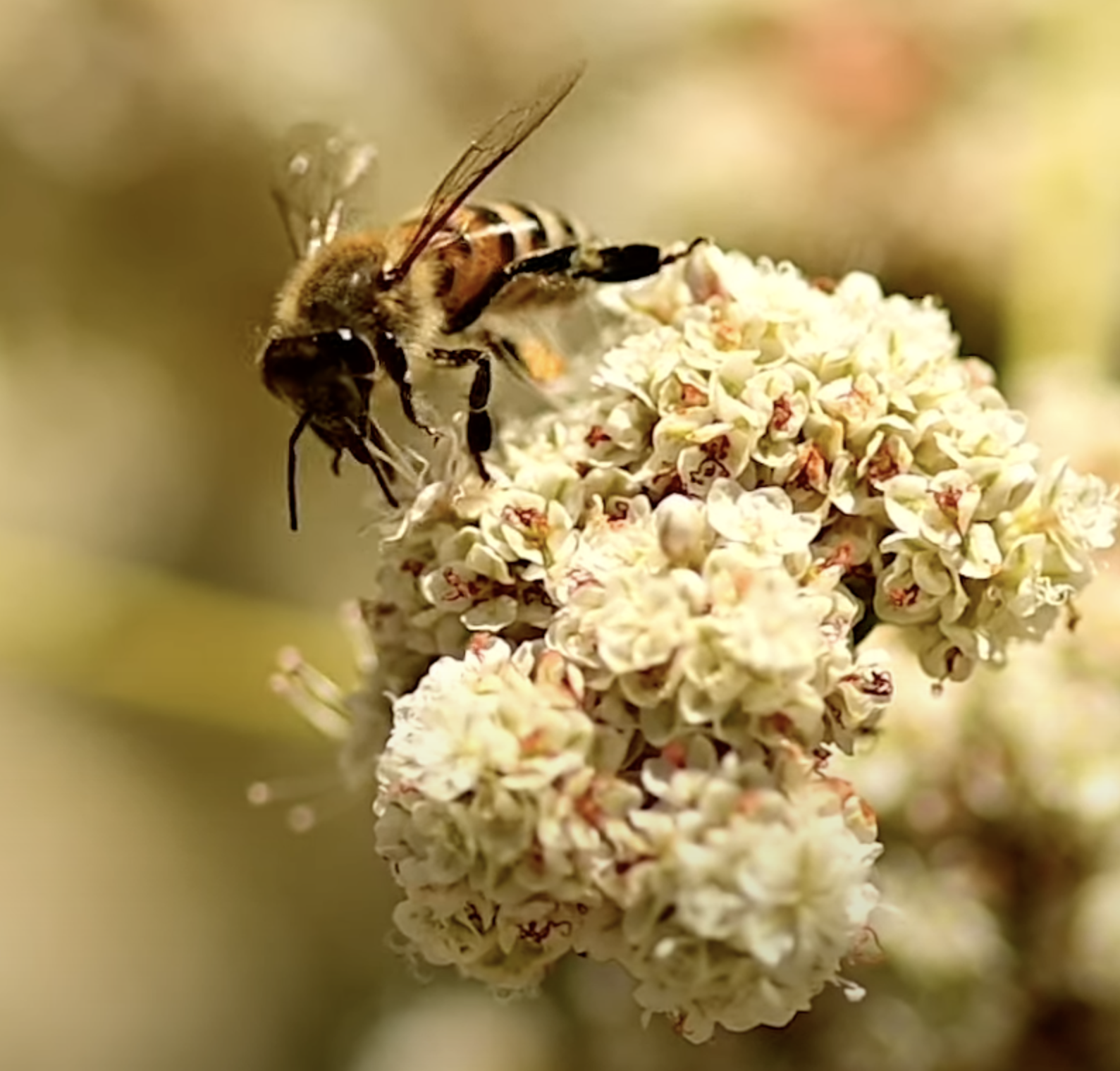 Adoration of the Flowers