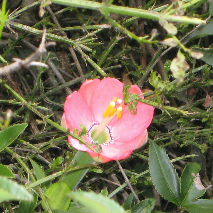 To A Wild Rose album art